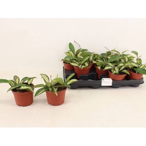 HOYA C TRICOLOR