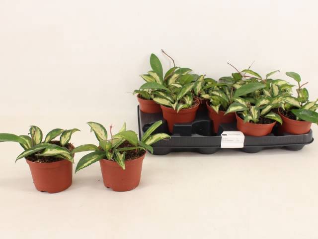 <h4>HOYA C TRICOLOR</h4>