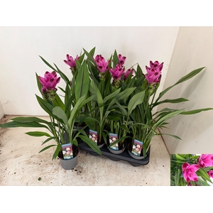 CURCU AL SIAM SPLASH