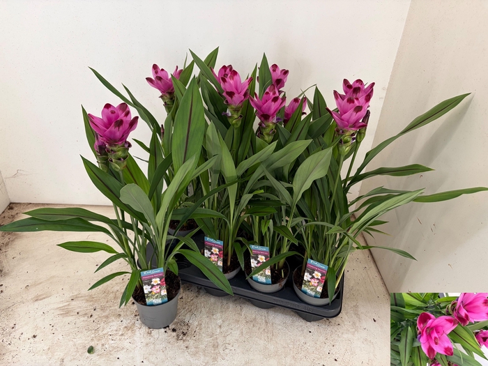 <h4>CURCU AL SIAM SPLASH</h4>