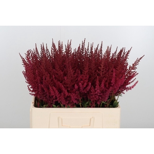 Astilbe Paul Gaarder