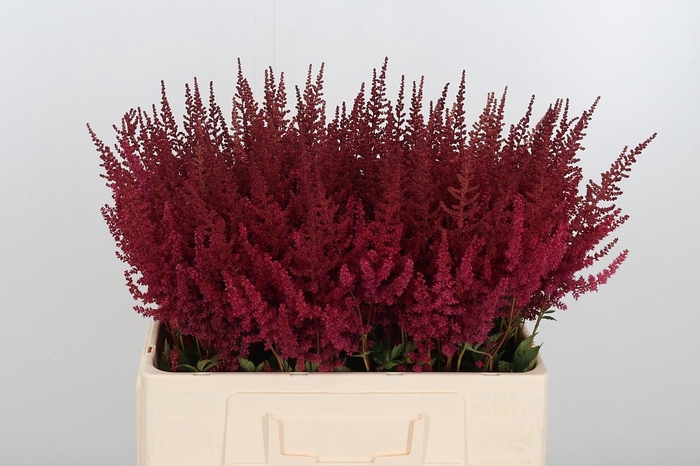 <h4>Astilbe Paul Gaarder</h4>