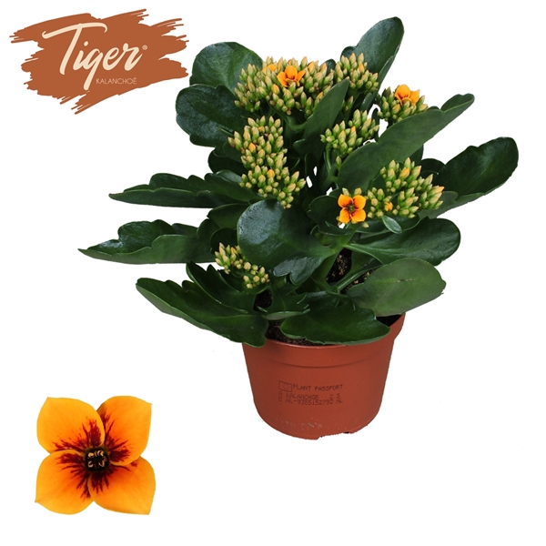 <h4>Kalanchoe Tiger - 10,5 cm Orange</h4>