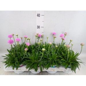 Armeria pseud. 'Dreameria Daydream'