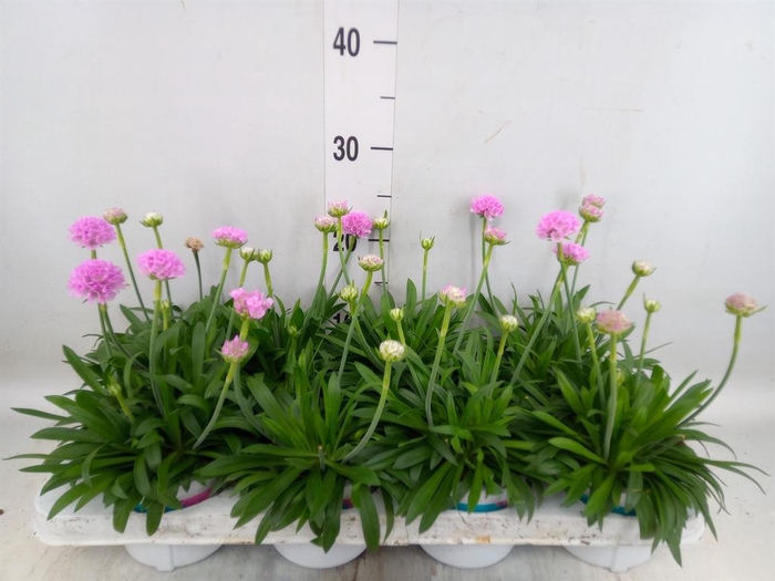 <h4>Armeria pseud. 'Dreameria Daydream'</h4>