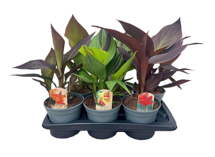 <h4>Canna Cannova</h4>