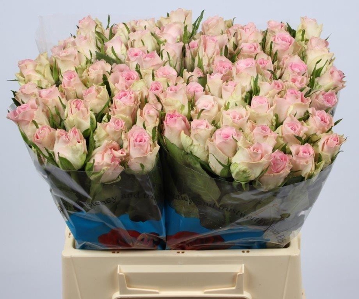 <h4>R GR BISOU@</h4>