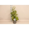 vaste planten 19 cm  Delphinium elatum Delphina Light Blue White Bees