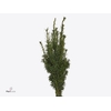 Taxus Bacc.fastigata