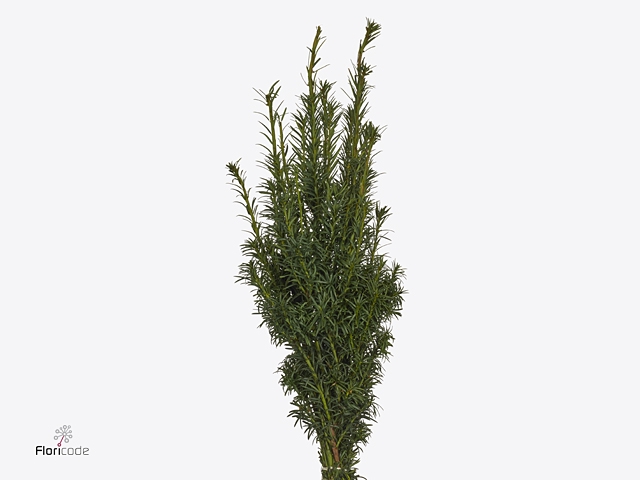 Taxus Bacc.fastigata