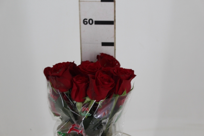 <h4>ROSA FREEDOM 050 CM ESTUFA</h4>