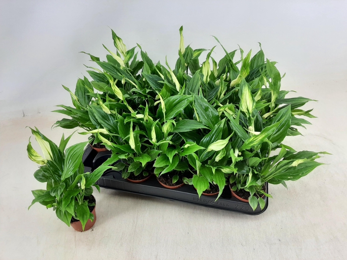 <h4>SPATH CHOPIN</h4>