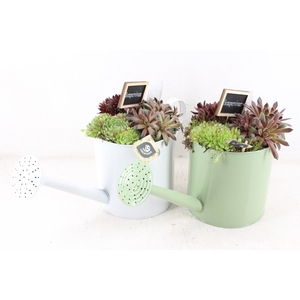 arr4 Semp JS - Zink gieter green/white mix Los