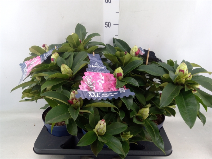 <h4>Rhododendron  'Rhodo XXL'</h4>