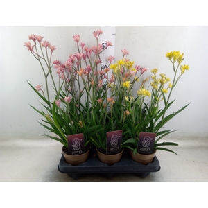 Anigozanthos   ...mix