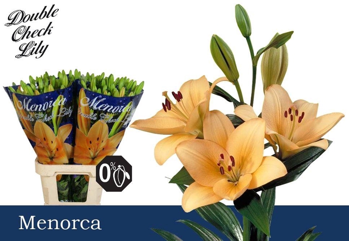 <h4>LI LA MENORCA 5+</h4>