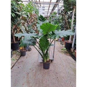 Alocasia Portodora toef 170