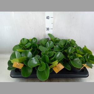 Peperomia obt. 'Green Gold'