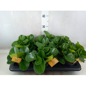 Peperomia obt. 'Green Gold'
