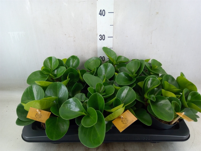 <h4>Peperomia obt. 'Green Gold'</h4>