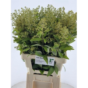 Lysimachia Vulgaris