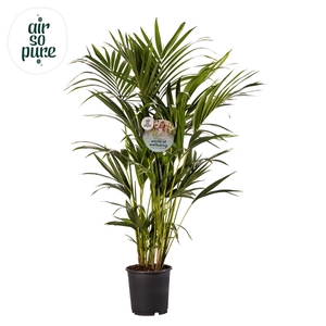 KENTIA - P24 H140 - 8PP - Air So Pure (Howea forsteriana)