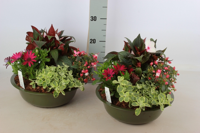 <h4>ARR TUINPLANTEN</h4>