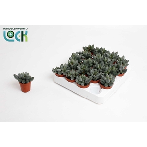 Adromischus Cooperi