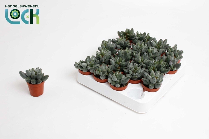 <h4>Adromischus Cooperi</h4>