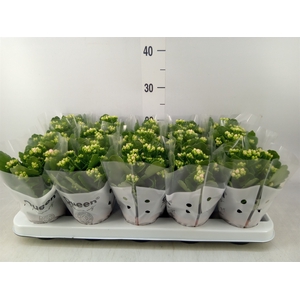 Kalanchoe  'Claraq2'