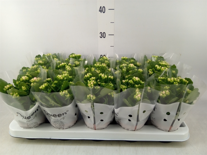 <h4>Kalanchoe  'RoseFlow Harlow'</h4>