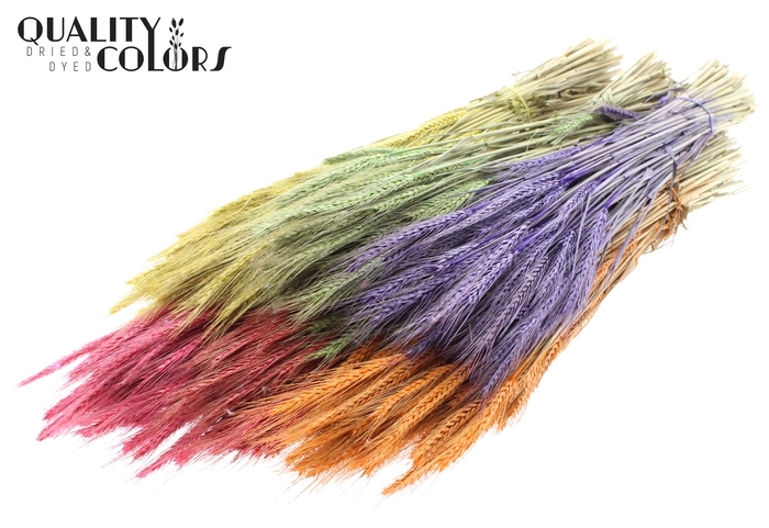 <h4>Triticale per bunch Mixed Colours</h4>