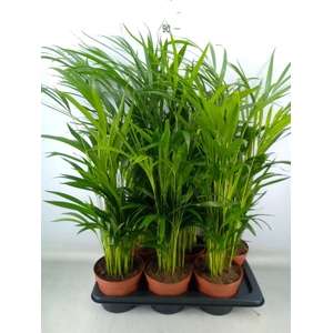 Dypsis lutescens   ...Chrysalidoca