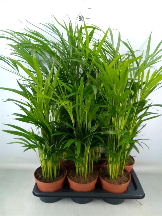 <h4>Dypsis lutescens   ...Chrysalidoca</h4>