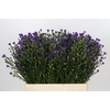 Aster Casamare