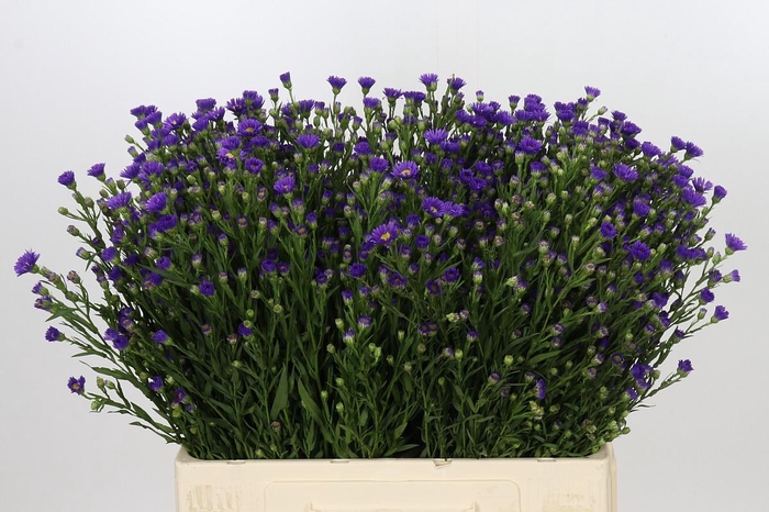 Aster Casamare