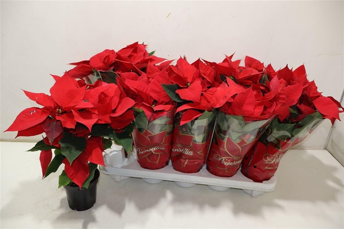 <h4>arr8 Euphor P Mars</h4>