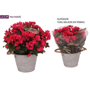 Begonia ''Betulia Pink'' Outdoor in Zink Sierpot