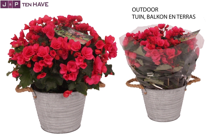 <h4>Begonia ''Betulia Pink'' Outdoor in Zink Sierpot</h4>