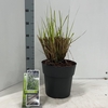 Pennisetum alopecuroides