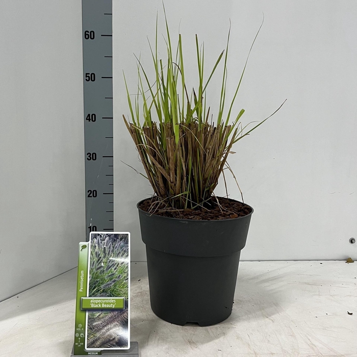 Pennisetum alopecuroides