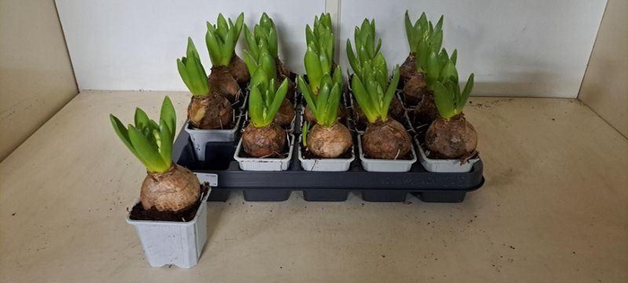 <h4>HYACIN WHITE PEARL</h4>