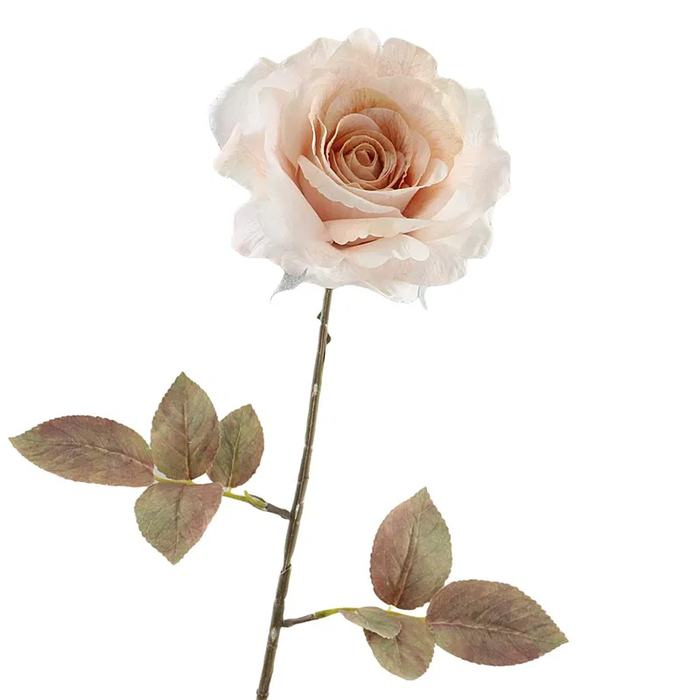 <h4>Rosa Dried Beige FL440071BGE</h4>