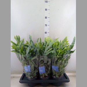 Phlebodium aureum 'Blue Star'