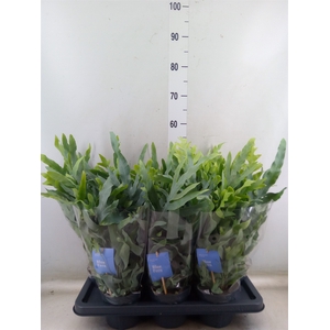 Phlebodium aureum 'Blue Star'