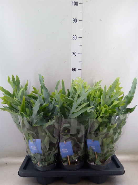 <h4>Phlebodium aureum 'Blue Star'</h4>
