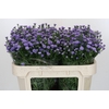 Aster Baby Blue