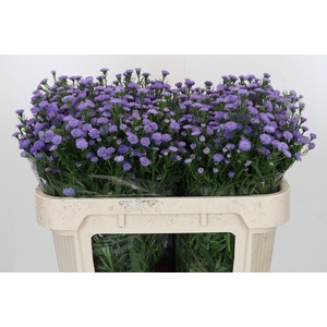 Aster Baby Blue