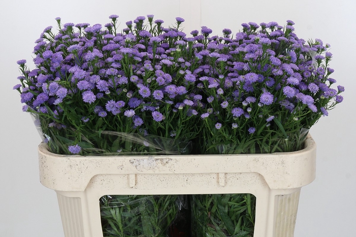 Aster Baby Blue