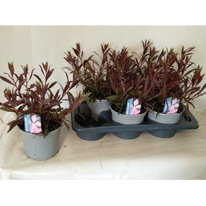 GAUR LI GEYSER PINK